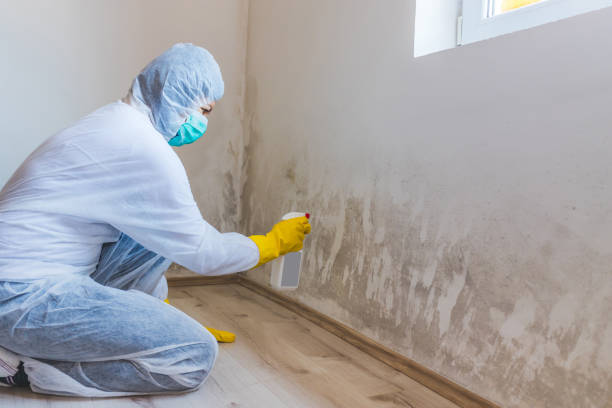 Licensed Mold Remediation service in New Egypt, NJ - WQB Mold Removal
